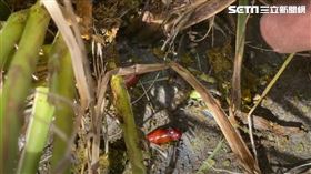 台東稻田受蟲界魔鬼肆虐。（圖／記者王浩原攝影）