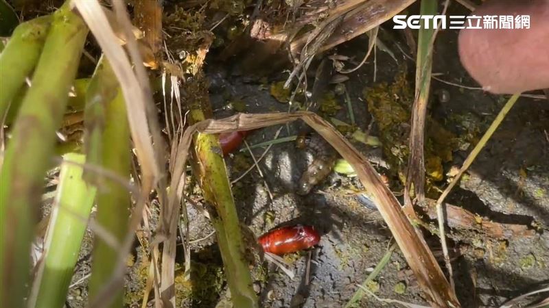 「蟲界惡魔」肆虐稻田！農民：欲哭無淚