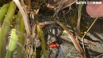 「蟲界惡魔」肆虐稻田！農民：欲哭無淚