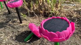 V佛經渡麻雀1200