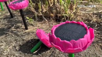 防稻作被偷吃！農民架念佛機「渡化」麻雀