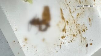 獨／鐵板便當藏蟑螂！投訴人控業者態度差