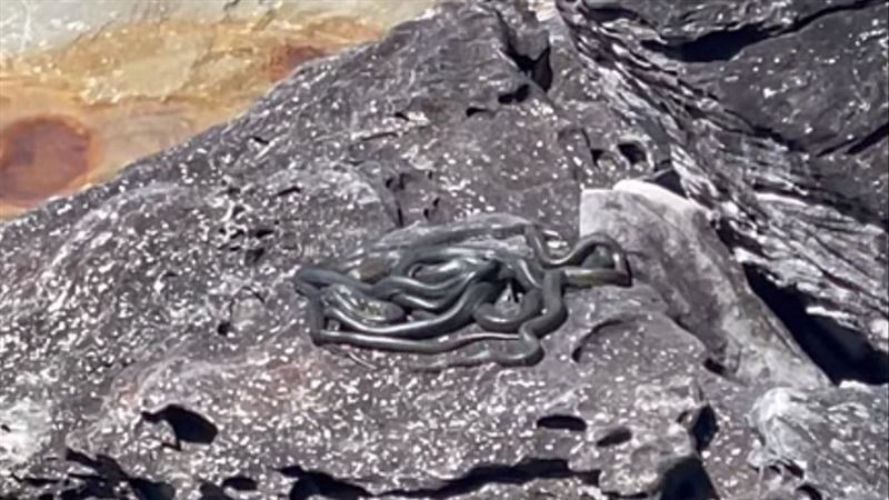 海灘見「蟒蛇群纏成球」　專家曝背後原因