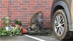 雲林驚見過胖台灣獼猴  不排除有人飼養有民眾13日上午發現台灣獼猴在雲林縣政府周邊出沒，縣府農業處表示，從照片觀察獼猴體型過胖，不排除有人飼養，將商討如何處置。（讀者提供）  中央社記者姜宜菁傳真  112年10月13日