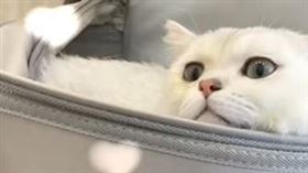 貓咪（圖／擷取自唯光動物醫院李天惠醫師IG）