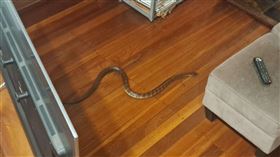 原PO表示在浴室踩到一條毒蛇。（圖／翻攝自Reddit）