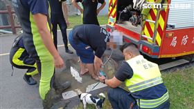 新北市，三重，中興橋，排水口，吉娃娃，愛犬，爛泥