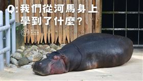 我們從河馬身上學到了什麼？A：我們是不可能透過吃綠色蔬菜和散步減肥的⁉」新竹市立動物園粉專近日發文寫道，沒有啦~改製這個網路迷因來跟大家解釋一下。（圖／翻攝自新竹市立動物園粉專）