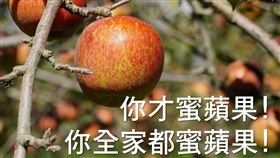 蜜蘋果,品種,蘋果,現象（圖／翻攝自福壽山農場臉書）