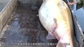 黑龍江鰉魚（圖／翻攝自搜狐視頻）
