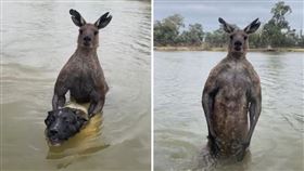 愛犬被袋鼠「整隻拖下水」！主人撲過去激戰：牠朝我揮了一拳 翻攝自tiktok