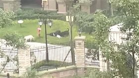 2歲女遭惡犬「撲倒撕咬」！右腎破裂、多處撕裂傷　驚悚畫面曝光網炸鍋▲（圖／翻攝自微博）

