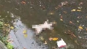 （圖／翻攝自江和樹直播）