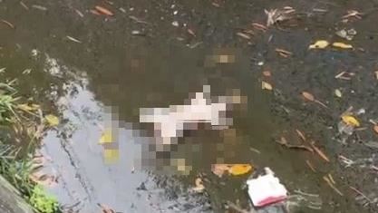 9貓屍現大里排水溝！疑遭毒害腹部全腫脹