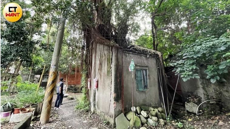 輕度智障母子養全家　破屋將遭樹噬斷電