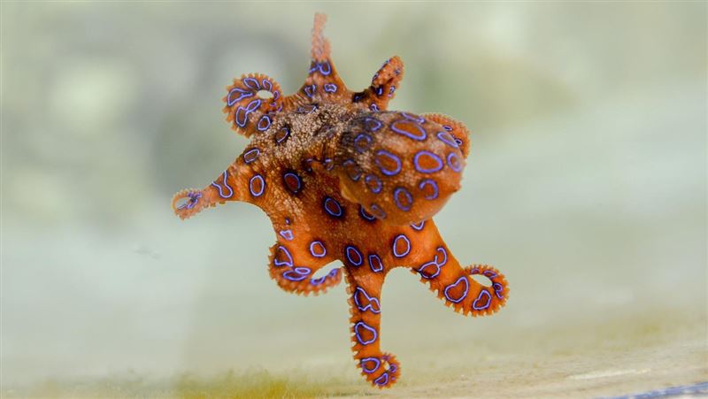 10公分「超可愛章魚」　專家：千萬別靠近