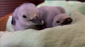 屏東海生館萌娃企鵝雙寶誕生！手刀預約明年【我與企鵝的0.1毫米】活動（業配勿用）