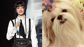 張韶涵開唱完...才悲曝「陪伴15年愛犬離開了」：來世願還能當家人。（圖／翻攝自微博）