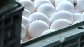 雞蛋/蛋行(翻攝畫面)