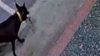 狗兒叼來LV防塵袋　炸雞店主人打開秒腿軟