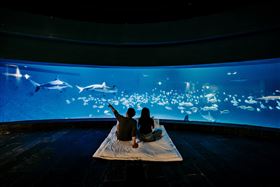 屏東海生館「世界水母日」推期間限定夜宿活動　五感體驗水母的迷人魅力（業配勿用）