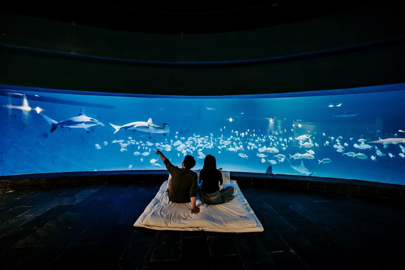 海生館「世界水母日」推期間限定夜宿活動