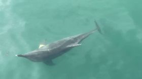 糙齒海豚迷航誤闖高雄港