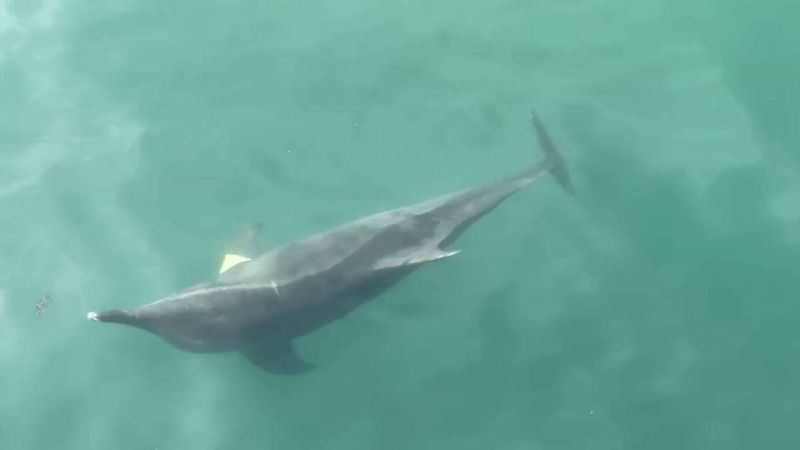 小海豚墾丁現蹤「泳客共游」專家一看慘了