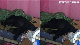 台灣黑熊現蹤花蓮工寮！生前最後一刻「臥床抽搐急喘」...畫面讓人心碎。