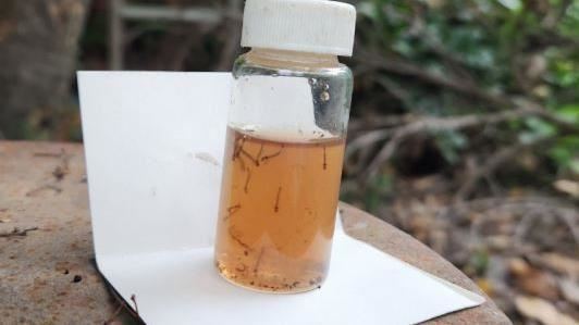 獨／登革熱病媒蚊會搭高鐵？專家曝機率