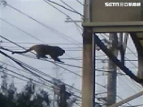 巨猴大虐殺！彰化百隻雞鴨遭掏心、斷首(圖/翻攝畫面)
