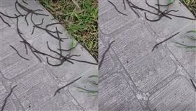 台東公園出現一堆蚯蚓。（圖／翻攝自台東大小事）