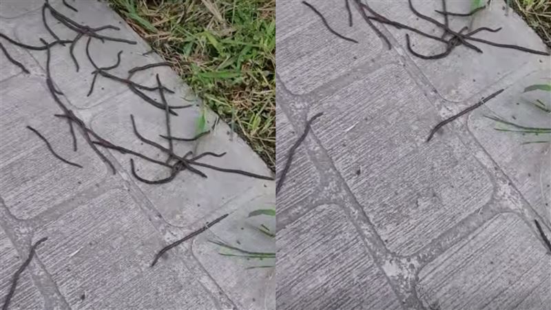 地震台東公園湧蚯蚓　專家籲：持續3個月