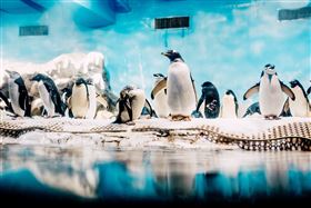 民眾應援集氣奏效！屏東海生館「單身阿鵝追愛實錄」脫單歷程全紀錄！（業配勿用）