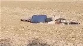 ▲老太太撿花生被收割機捲入當場死亡。（圖／翻攝自微博）
