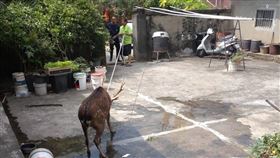 鹿闖進我家婦報案　他們來了「直接殺死」（圖／翻攝畫面）