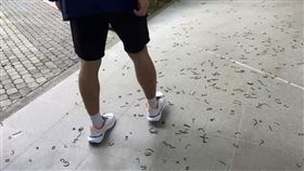 台東大學滿地蚯蚓。（圖／記者王浩原攝影）