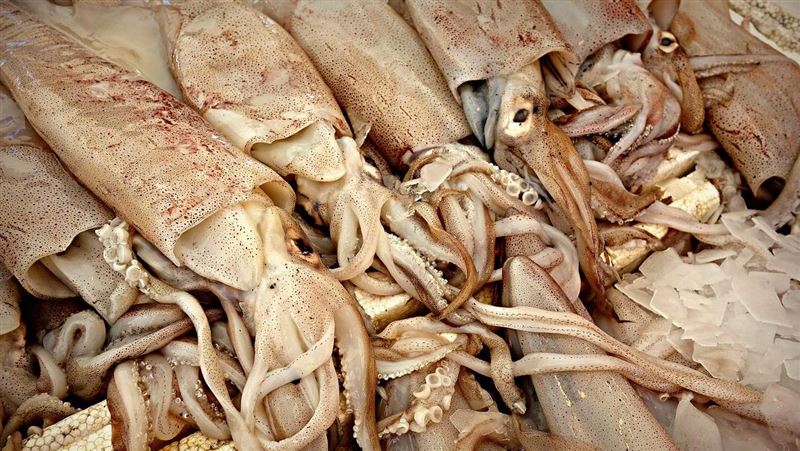 「小卷、透抽」分不清?營養師1圖秒分辨