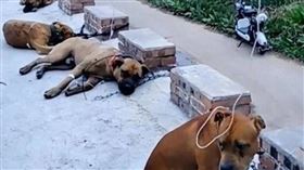 大陸出現6隻狗狗打點滴畫面。（圖／翻攝自微博）