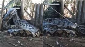 印度村莊裡1條巨大網紋蟒因遭繩索困住頭部，而不斷甩動掙扎。（圖／翻攝自微博）