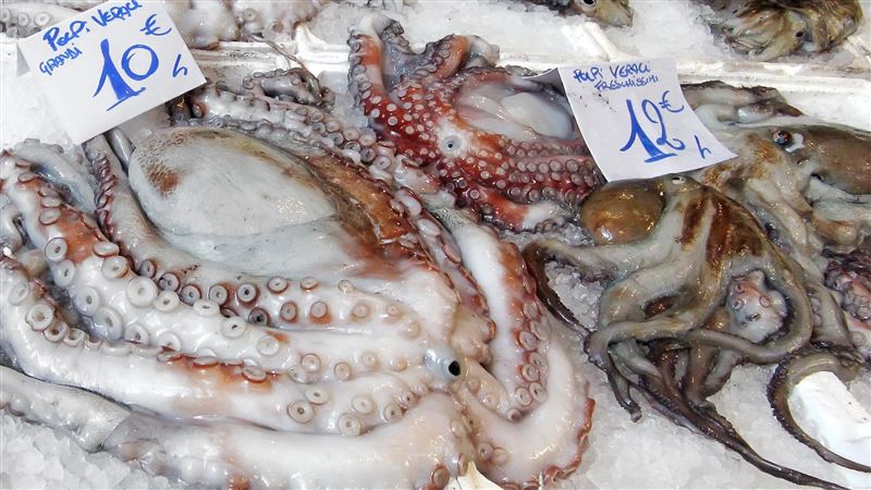 生吞活章魚！老翁遭「觸手吸食道」窒息亡