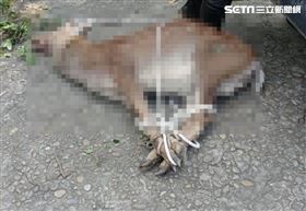 梅花鹿（圖／翻攝畫面）