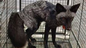 罕見銀狐掛福袋，慘流浪街頭，苗栗動防所暫收容尋飼主(圖／翻攝畫面)