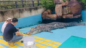 麻豆鱷魚王「小河」在廈門去世　海基會證實：非常難過(海基會臉書)