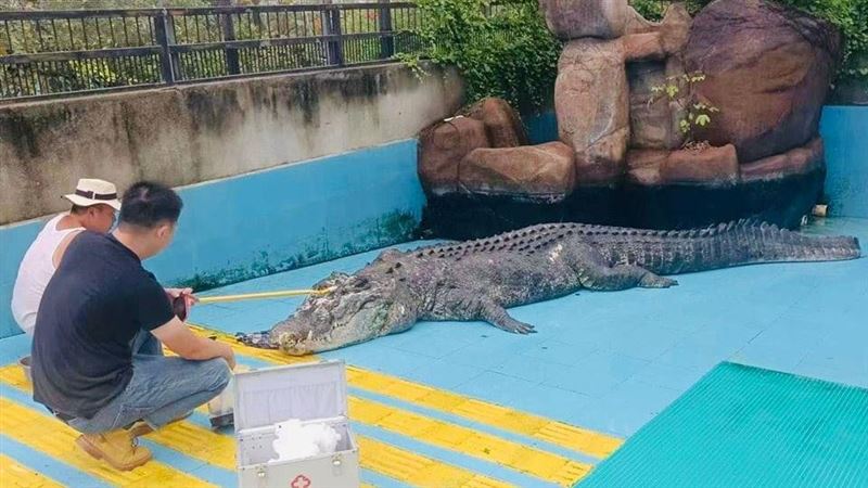 鱷魚「小河」死在中國廈門　海基會證實了