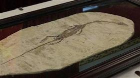 澳洲國家美術館向中國返還的「潛龍化石」，具有相當濃厚歷史意義。（圖／翻攝自央視新聞）