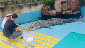 麻豆鱷魚王「小河」在廈門去世　海基會證實：非常難過(海基會臉書)