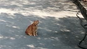 藏獒,橘貓,外送,爆怨公社,內有藏獒,嚇壞,飼主,名字,警示牌,警告