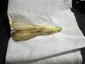 玉蘭花,台中,苦主,一朵,50元,向上路一段,阿婆