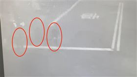 橘貓,流浪犬,虐殺,新竹市（圖／翻攝畫面）